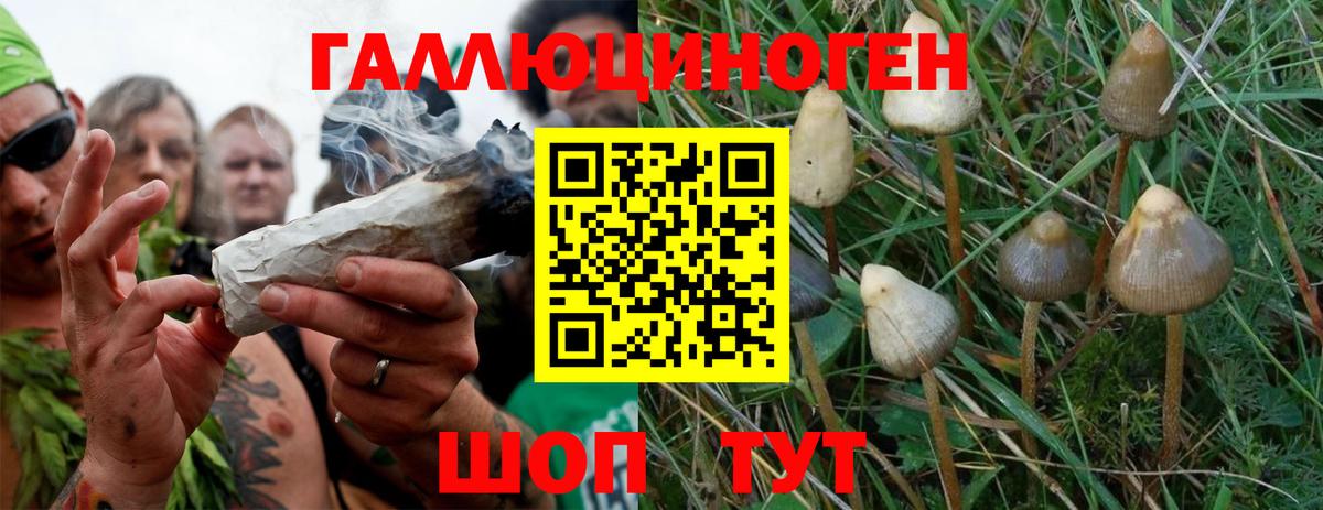Псилоцибиновые грибы Psilocybe Зерноград